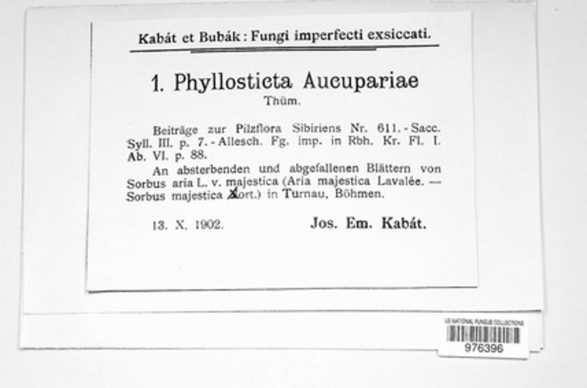 Phyllosticta aucupariae image